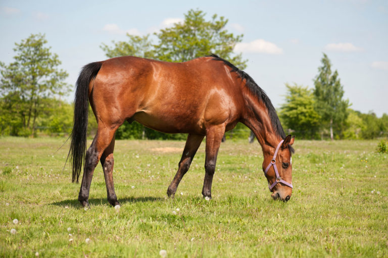 horse grazing pasture