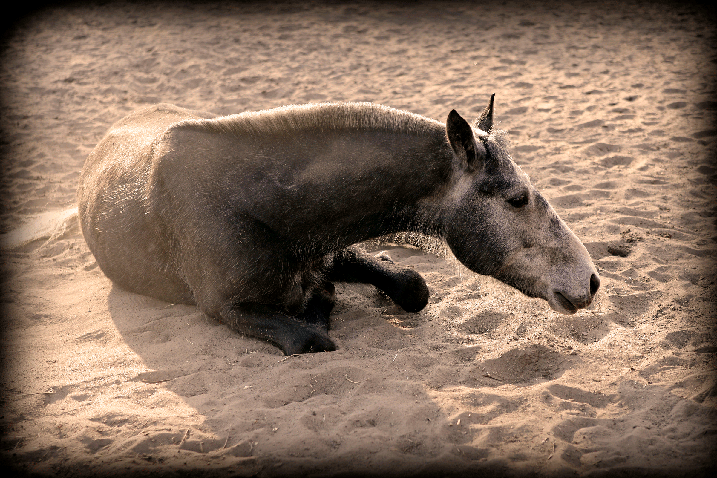 horse haying in sand