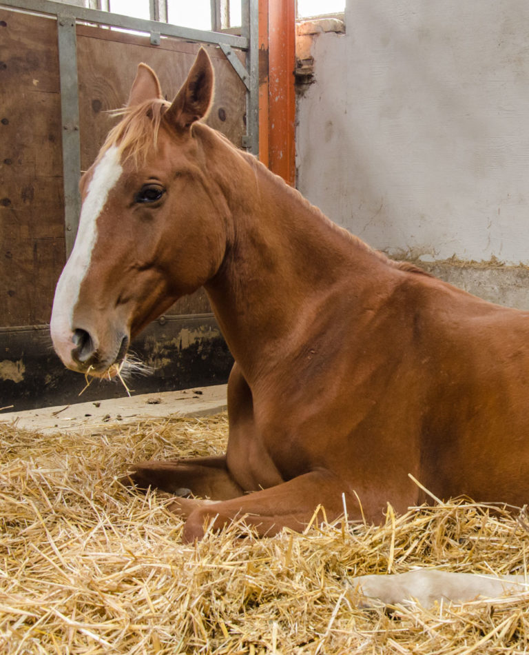 horse-lying-down-in-stall-iStock-Kerrick-607465312-1000-cropped-V