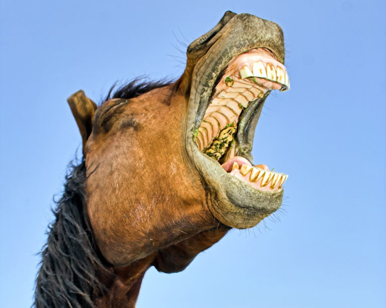 horse mouth wide open back teeth showing
