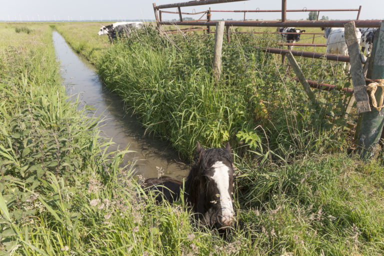 horse stuck in ditch