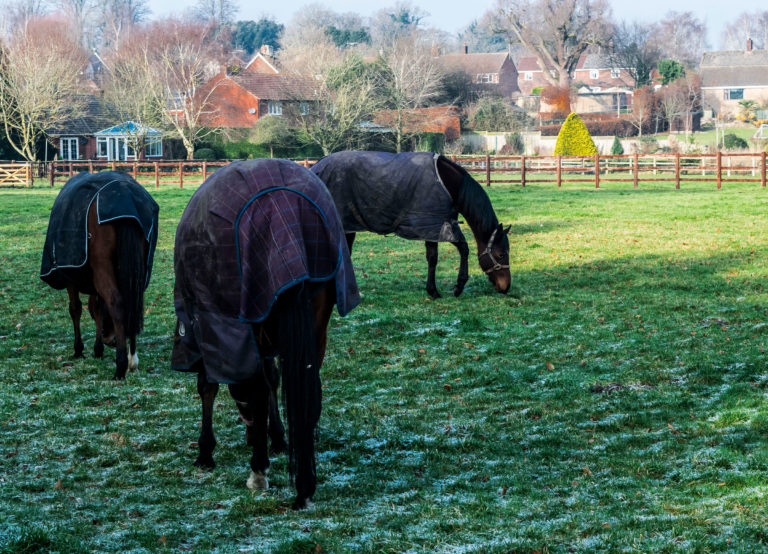 horses grazing houses background