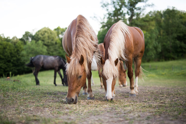 horses pair grazing paddock