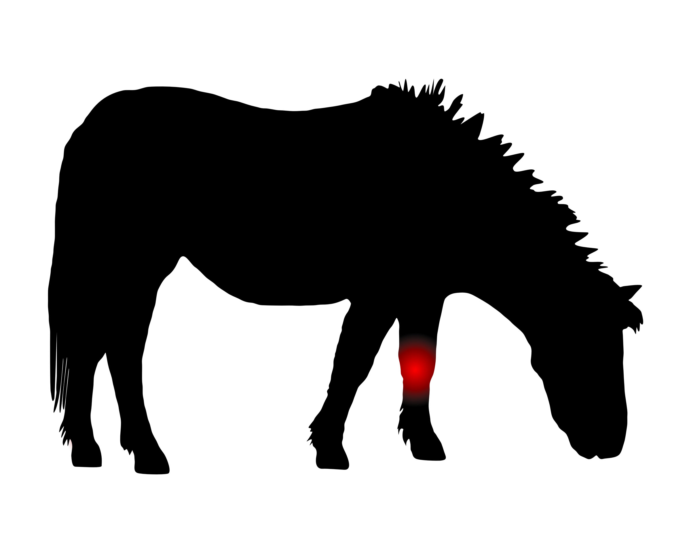 illus black horse knee pain