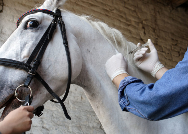 injection vet gloves barn