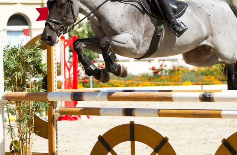 jumping gray horse