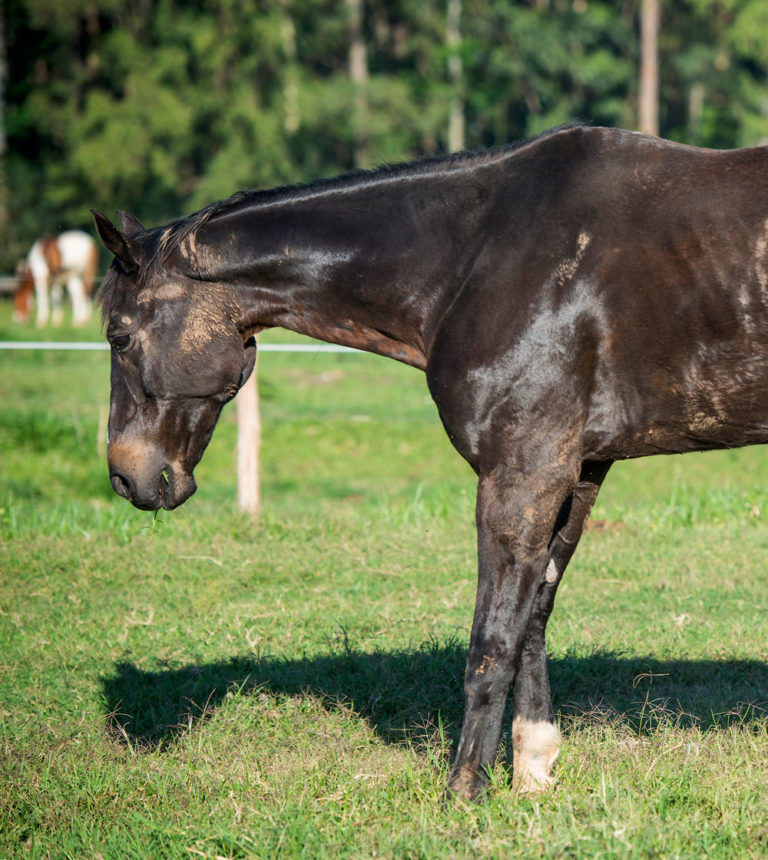 Laminitis-131230018_ABFa4-1000V