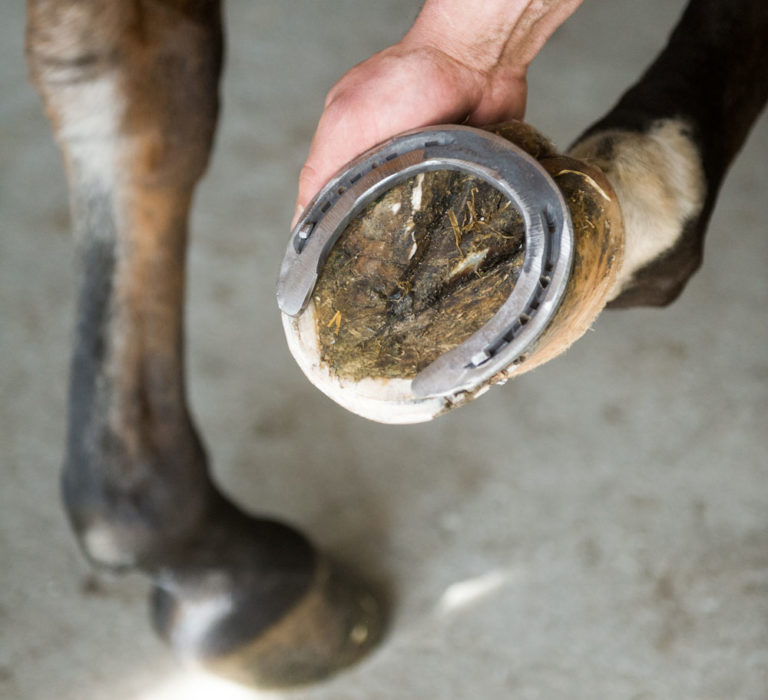 laminitis reverse shoe