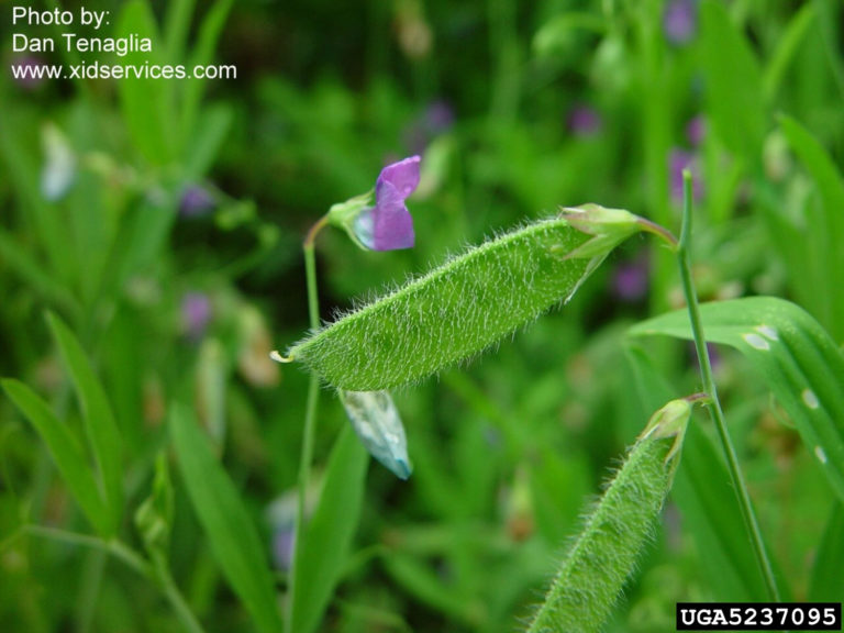 Lathyrus hirsutus (Caley Pea) Intoxication in a Herd of Horses promo image