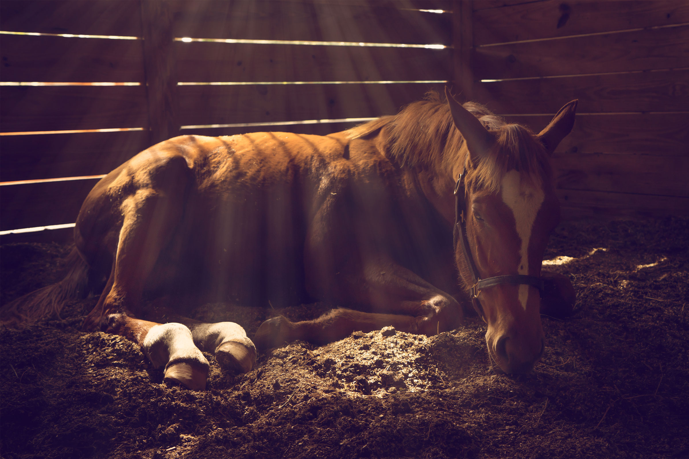 horse laying down in stall filtered light