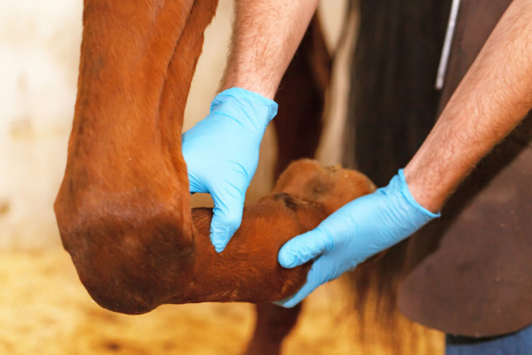vet inspecting horse leg