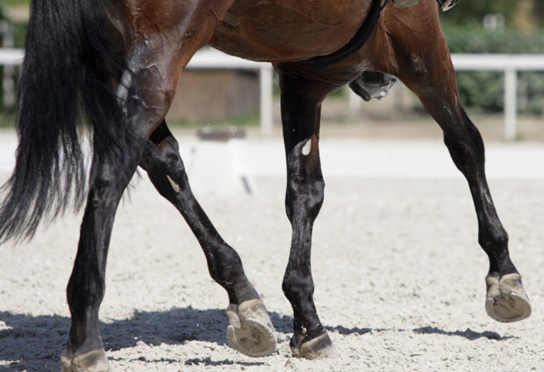 legs bay horse English rider