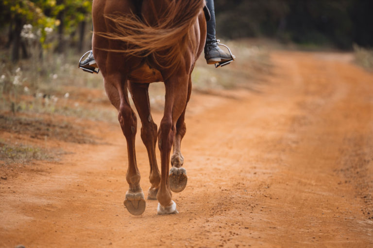 legs horse moving away