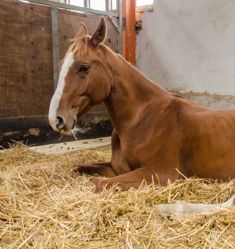 lying-down-stall-horse-iStock-Kerrick-607465312-cropped-2400
