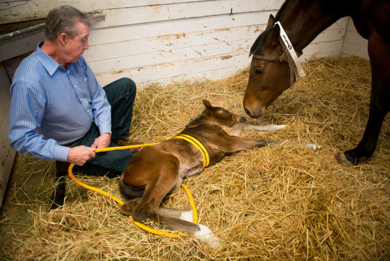 Madigan Foal Squeeze Procedure for Neonatal Maladjustment Syndrome promo image