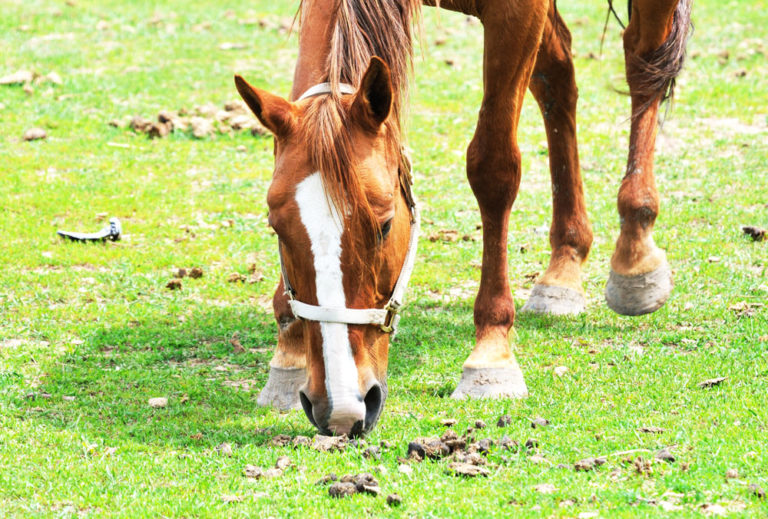 manure horse grazing