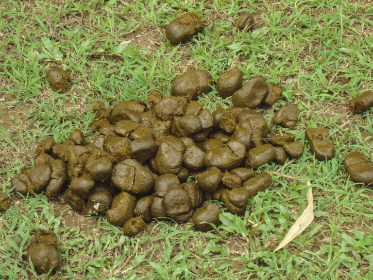 Manure in Grass
