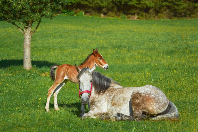 mare and foal in field