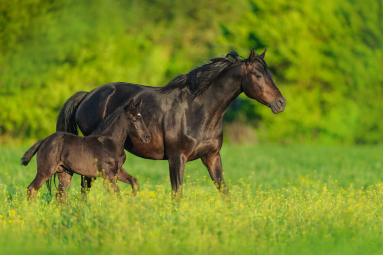 mare and foal green field