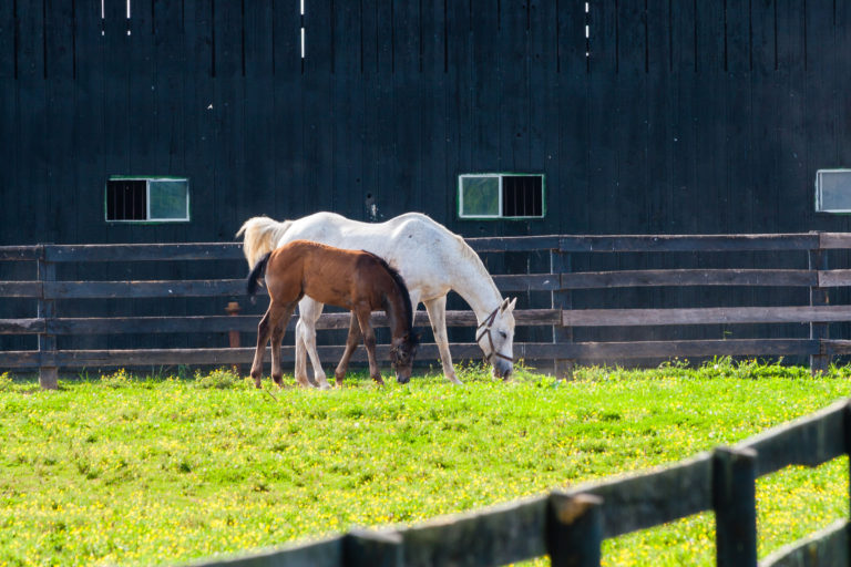 mare and foal
