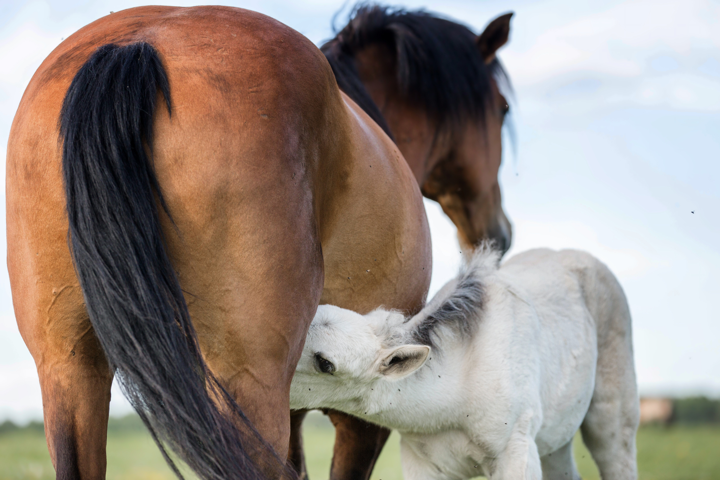 mare and foal nursing