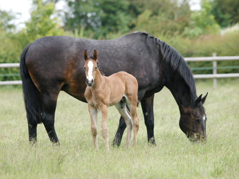 mare and foal outside dark mare light foal