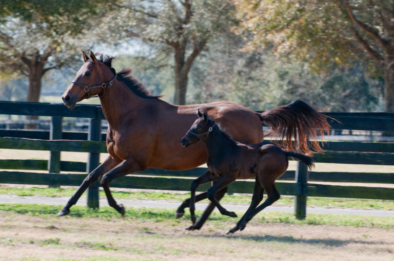 mare and foal in paddock