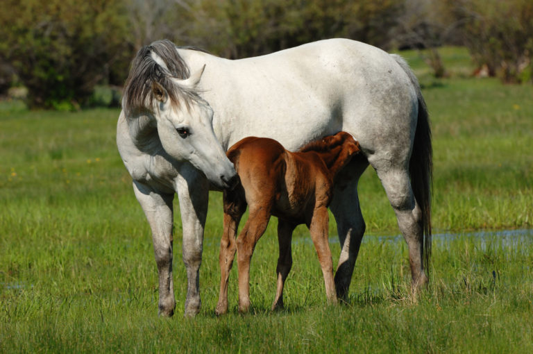 gray mare and foal in field
