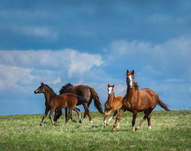 mares and foals in field
