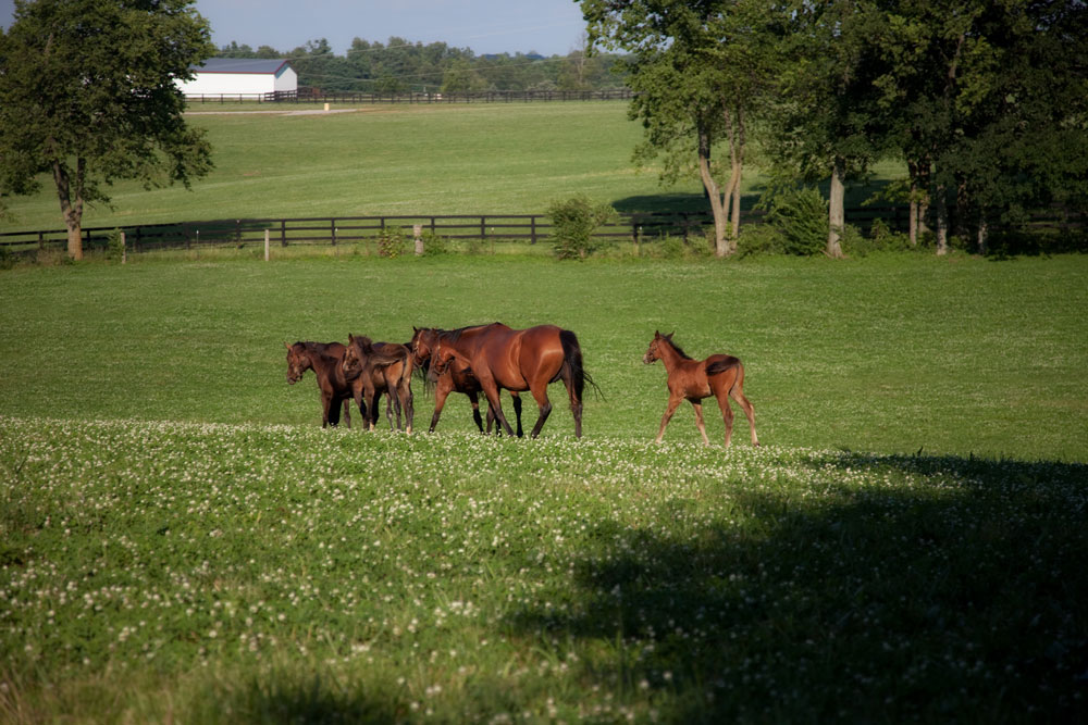 mares and foals in field