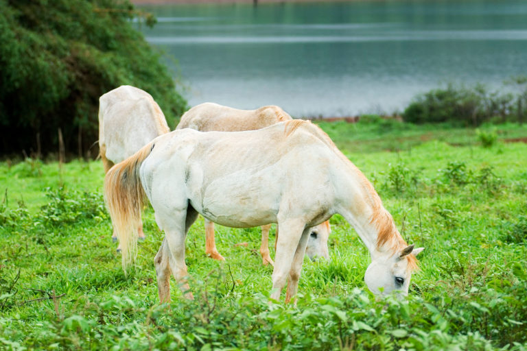 Metabolic-horse-080229972_ABFa4-2400