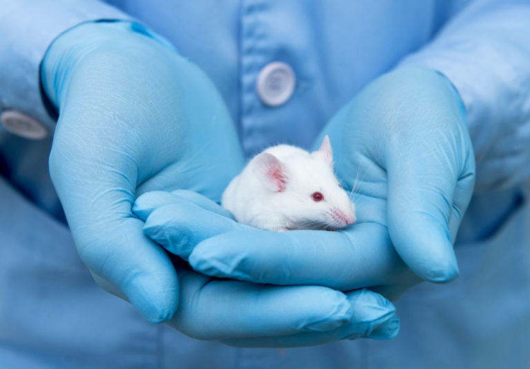 mouse in gloved hands research