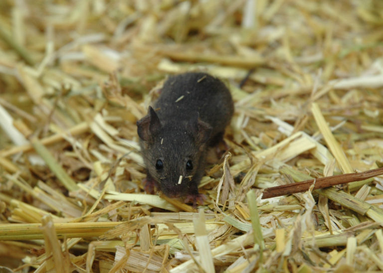 mouse in straw