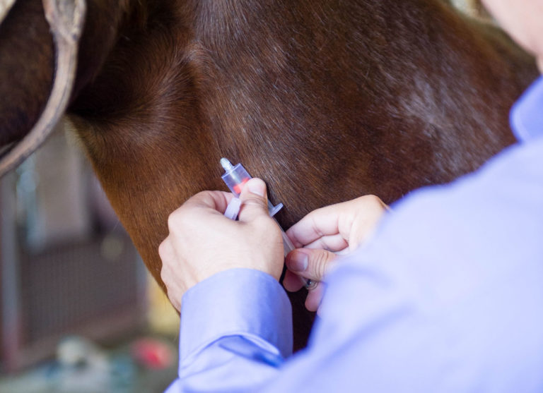 NAHMS Survey Report on the Equine Industry Summary promo image