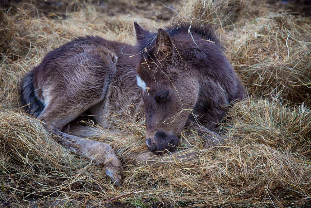 newborn foal sleeping on hay