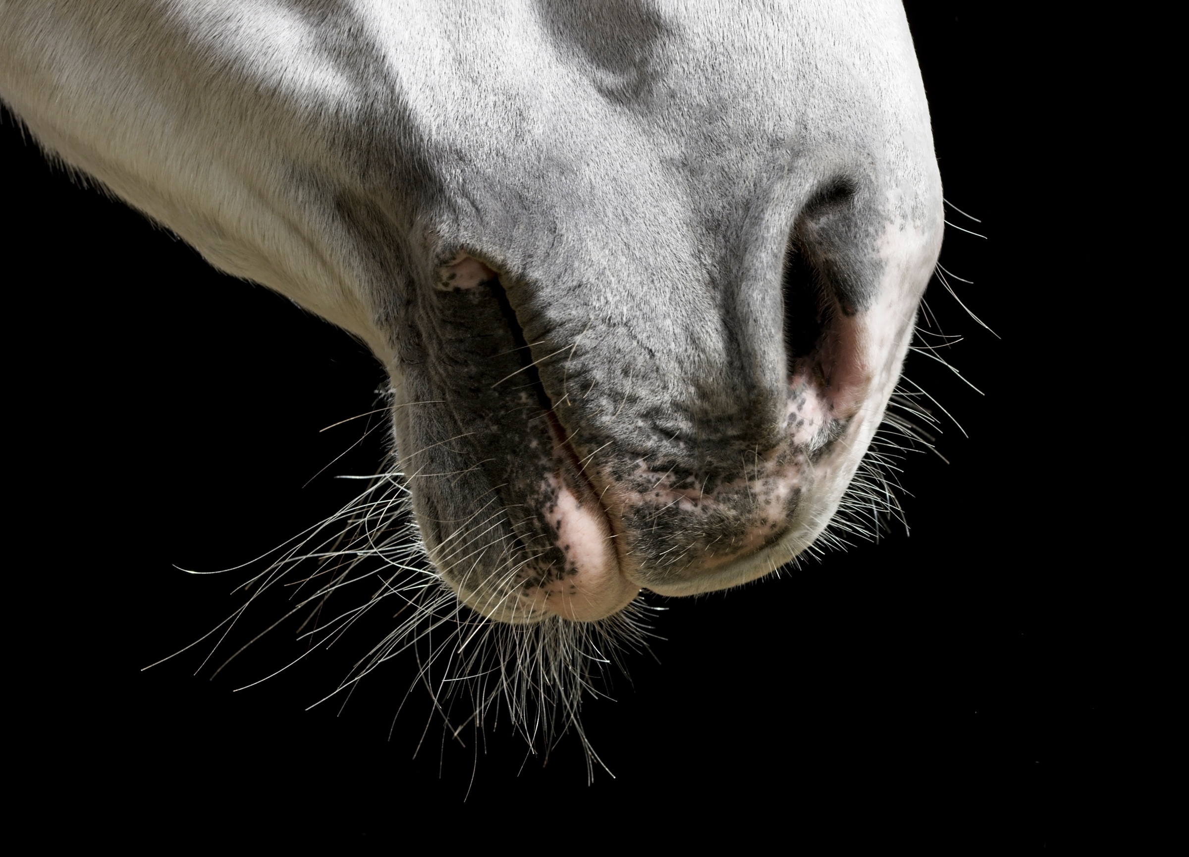 nose closeup gray horse