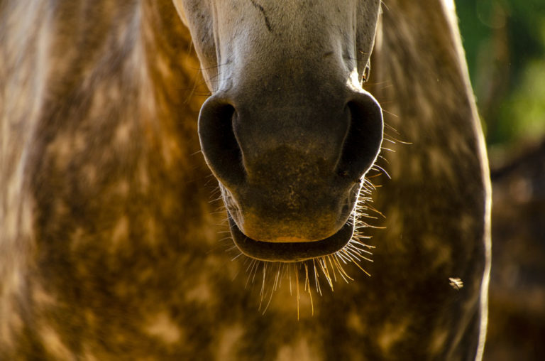 nose closeup head-on gray horse