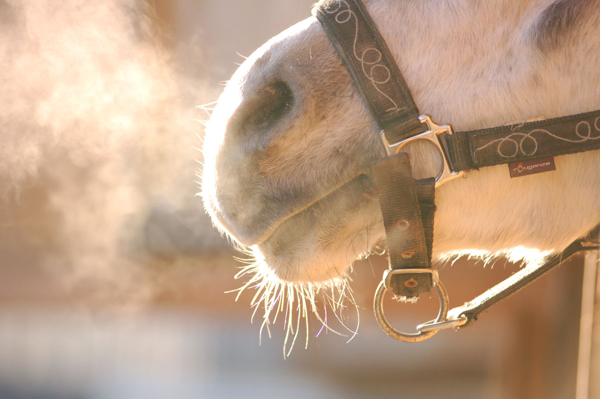 horse nose steamy closeup halter