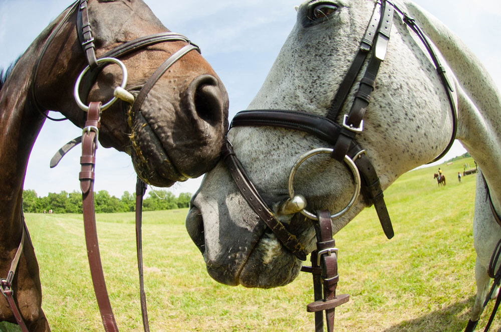 two horses touching noses English bridles
