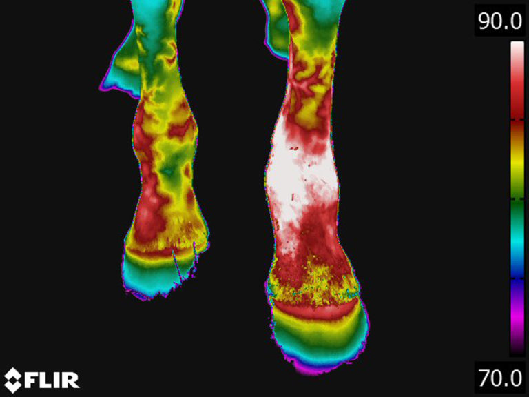 Thermography showing abnormal front limb