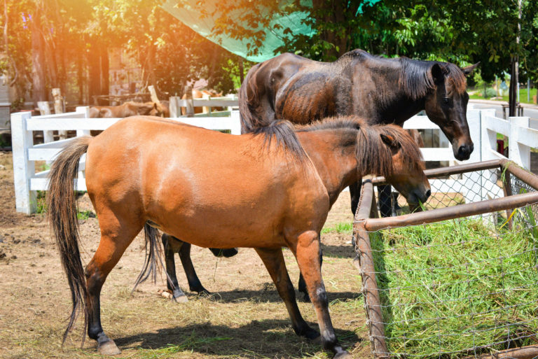obese laminitis horse
