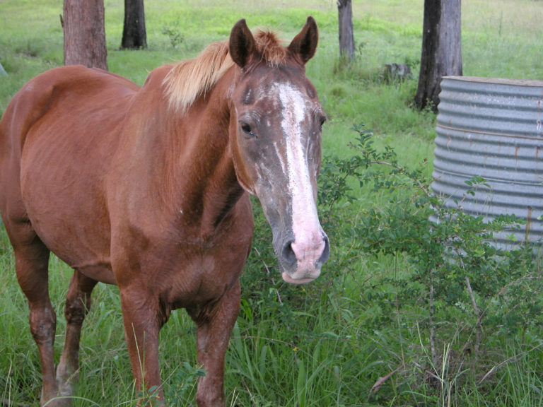 old horse gray face chestnut field iStock-515888912