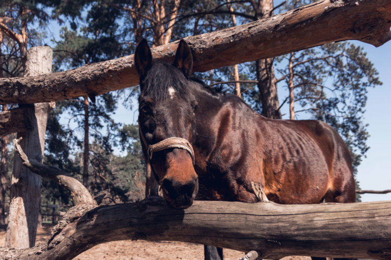 old horse head through fence