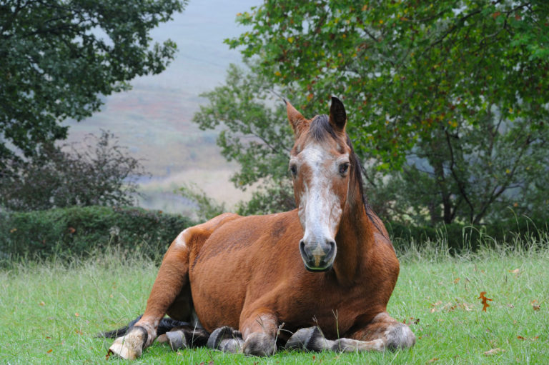 old horse lying down