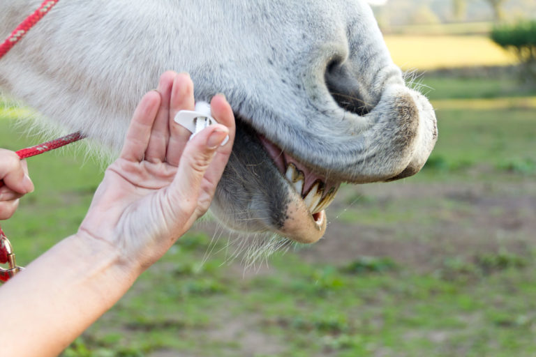 oral medication horse