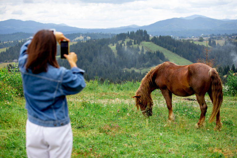 taking photo of horse with phone