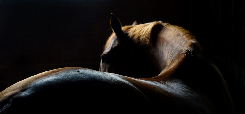 portrait horse back
Dr. Elliott discusses back pain management in horses in this podcast. 