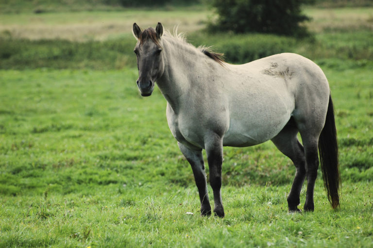 Pregnant mare