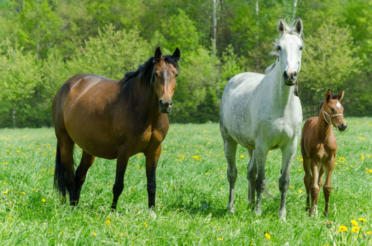 pregnant mare in field with mare and foal