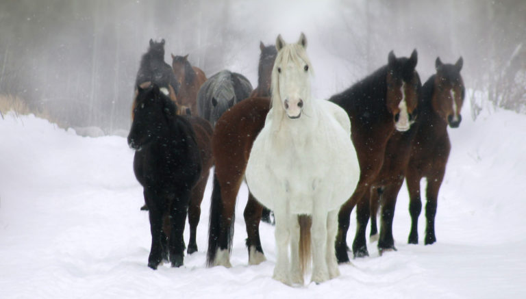 pregnant mares winter